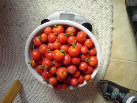Tomatensuppe aus 8 kg Tomaten