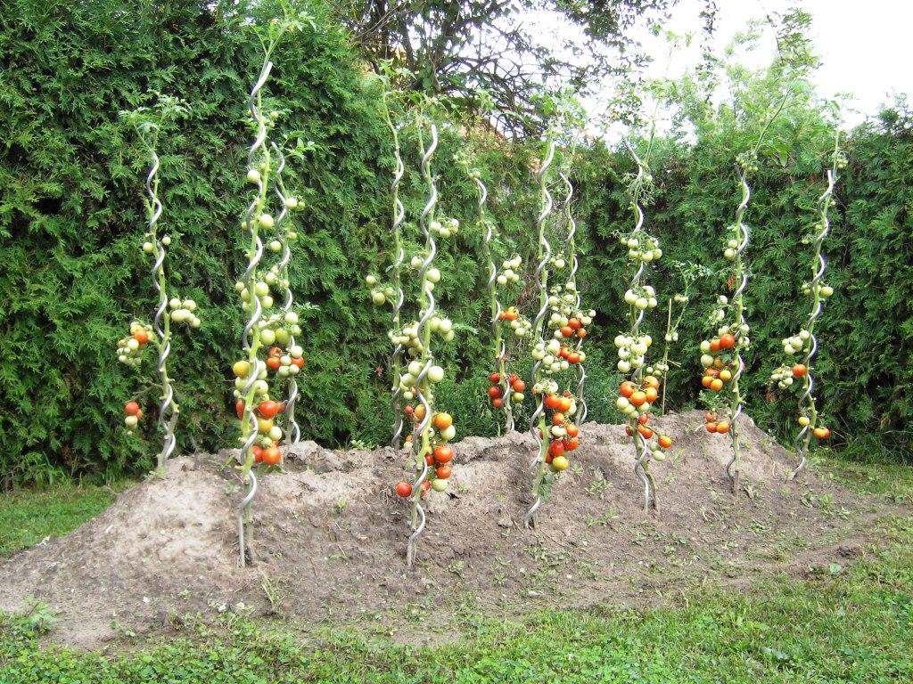Hügelbeet mit Tomaten im Gartenbereich 