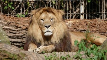 Der Löwe vom Zoo in Heidelberg