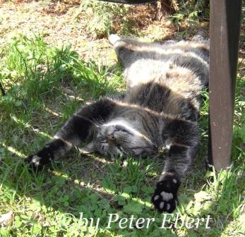  Lebenswirkung bei unserer Hauskatze im Garten, da liegt sie im Schatten und kann gut warten, was geht da im Komposter vor, lauscht sie über das Gras, mit ihrem Ohr